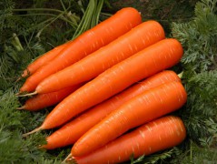 CÀ RỐT -  CARROT