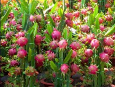 THANH LONG - DRAGON FRUIT